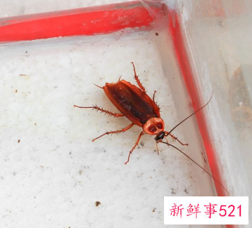 房间有小虫子怎么处理