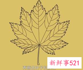 枫叶怎么画步骤
