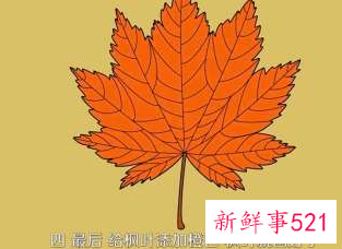 枫叶怎么画步骤