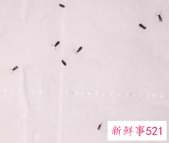 房间有小虫子怎么处理