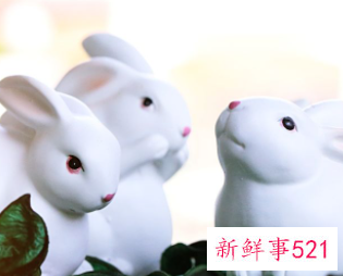 属兔的最佳方位