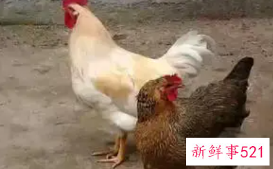 鸡啄自己是什么意思