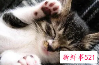 梦见一只小猫咬我什么预兆