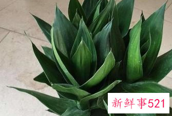 荷花竹水培怎么养