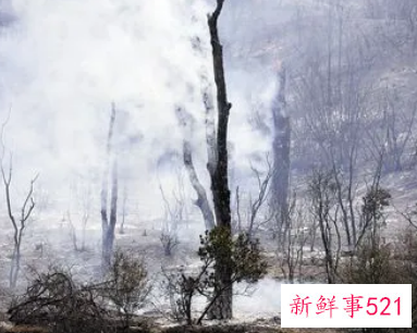 已婚女人梦见大树着火又灭