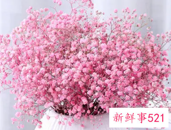 客厅放满天星干花好吗