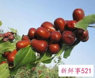 梦见枣树死了寓意