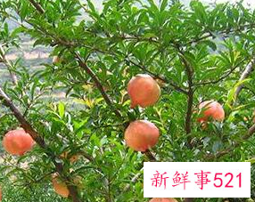 吃石榴要不要吐籽呢