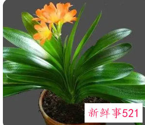 君子兰怎么处理