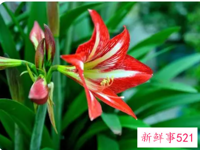 吉祥富贵平安好运的花