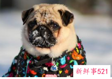 法斗和八哥犬有什么区别图片