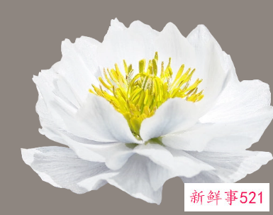 梦见雪莲花代表什么