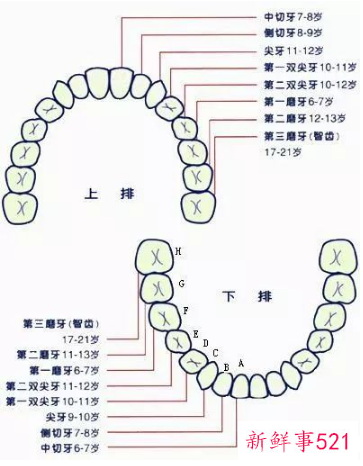 怎么看自己有没有智齿