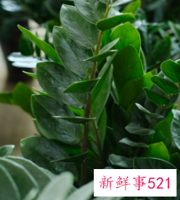 金钱树适合客厅养吗