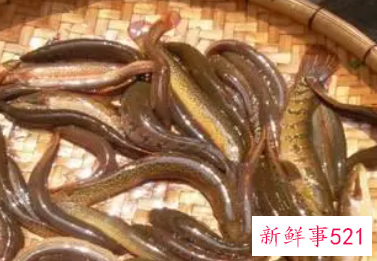泥鳅的营养价值和功效有哪些