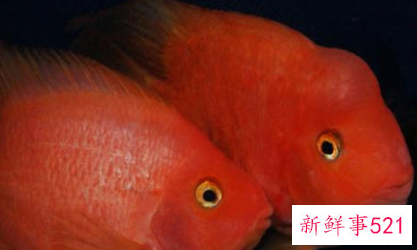 养殖鹦鹉鱼的设施有哪些