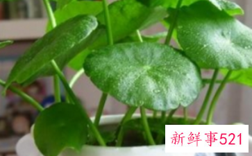 适合办公室养的植物