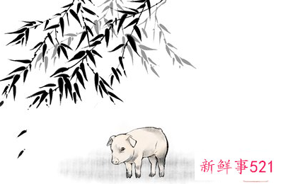 属猪女跟属猪男配吗