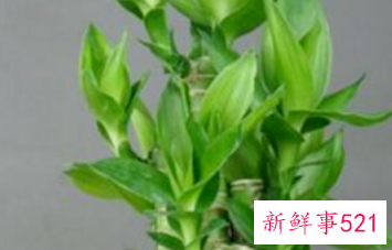 荷花竹水培怎么养