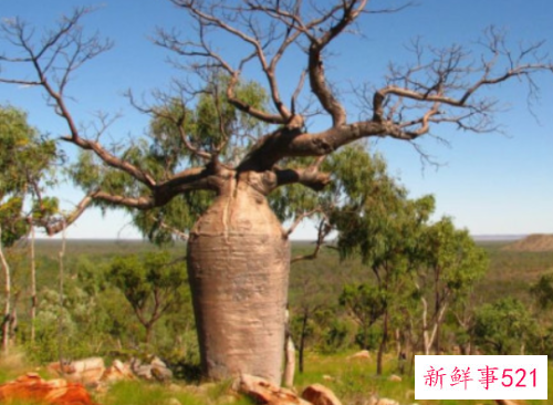 世界上最储存水的树