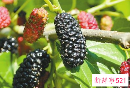 桑葚应该如何保存