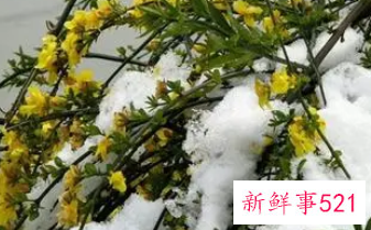 迎春花怕冻吗
