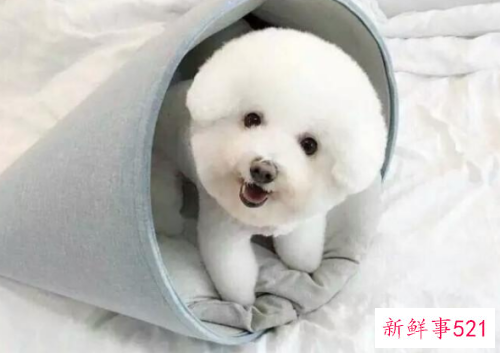 比熊泪痕重怎么办