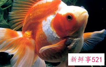 客厅养什么鱼风水好