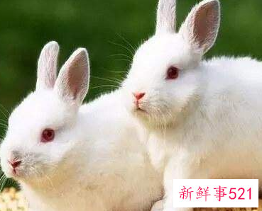 兔子和什么属相最配对