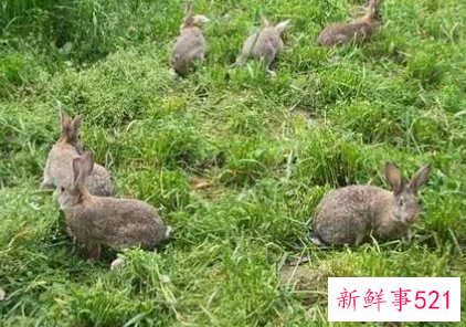 农村致富好项目