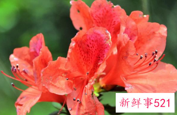 如何正确的给杜鹃花浇水