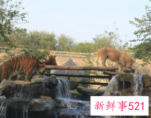 梦到自己在野生动物园