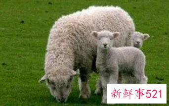 属羊男喜欢的聊天方式