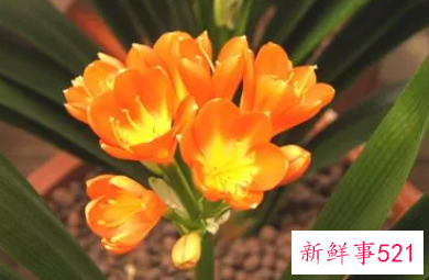 梦见君子兰的周公解梦