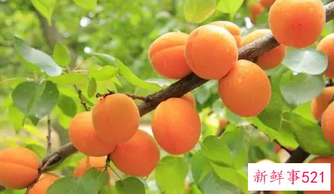 杏子的食用方法有哪些