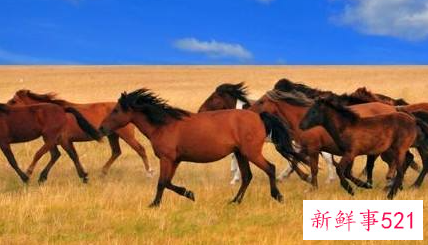 属马女的缘分走势