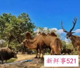 梦到自己在野生动物园