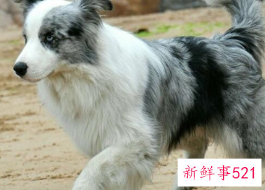 边牧如何识别纯种