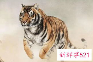 属虎的纹什么招财