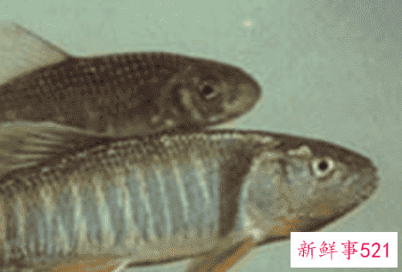 鱼喜欢吃什么味的食物