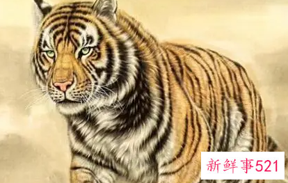 生肖虎什么时候最倒霉