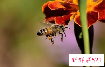 梦见被蜜蜂叮什么意思