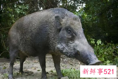 野猪泛滥成灾捕杀后为啥不能吃