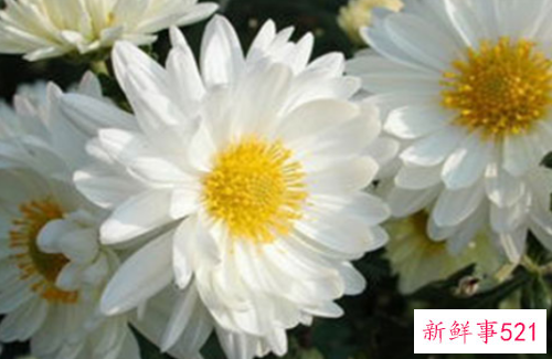 白菊花茶泡水喝的禁忌及注意事项