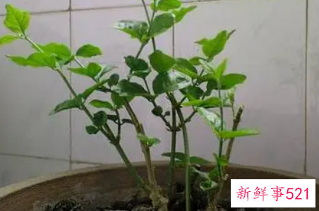 茉莉的修剪方法有哪些