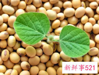 大豆的营养特点
