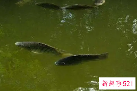 梦见捞鱼是什么意思呢