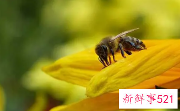 梦见被蜜蜂叮什么意思