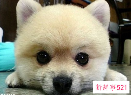 梦见母猪吃大粪