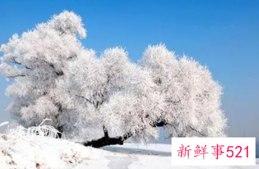 三九天指什么生肖